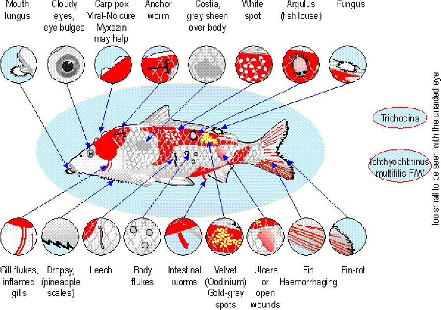 Api Fish Disease Chart